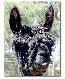  Users Lara Library Application-Support Ecto Attachments  Images Residents Macho1